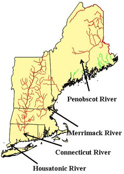 Gulf of Maine DPS rivers (green) and rivers formerly inhabited by Atlantic salmon