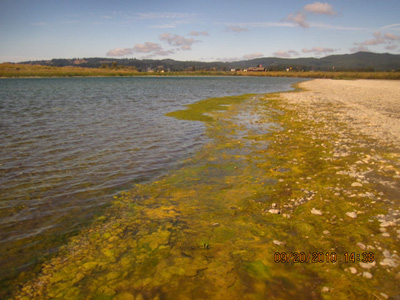 Algae problem in Upper Klamath basin