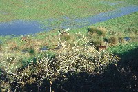 02_deer_in_wetlands_01_sm.jpg 28K