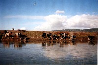 cows_in_river.jpg 142K